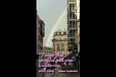 Sad French Accordion | sprinkled with wine a white rose will sing, SZYMBORSKA Drinking Wine fragment