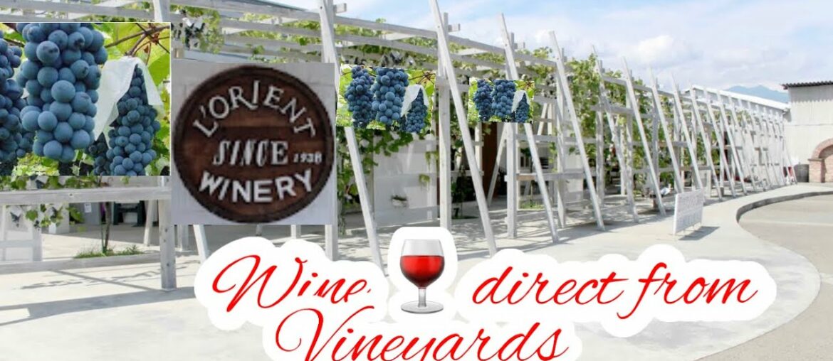 Vineyards ,in France : L'orient Winery /Yamanashi the region where Japan's first wine was made