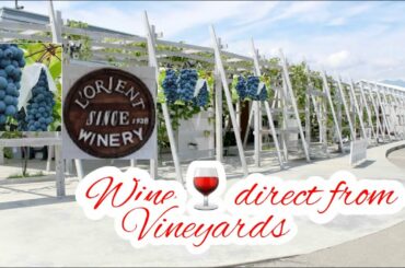 Vineyards ,in France : L'orient Winery /Yamanashi the region where Japan's first wine was made