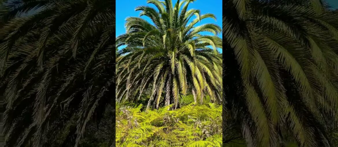 The Don Goodsir Walk, Obelisk Bay