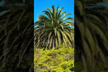 The Don Goodsir Walk, Obelisk Bay