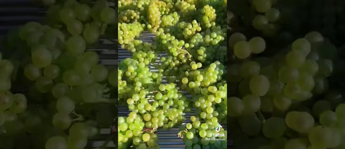 How the making of wine starts