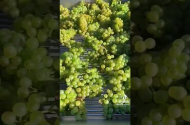 How the making of wine starts
