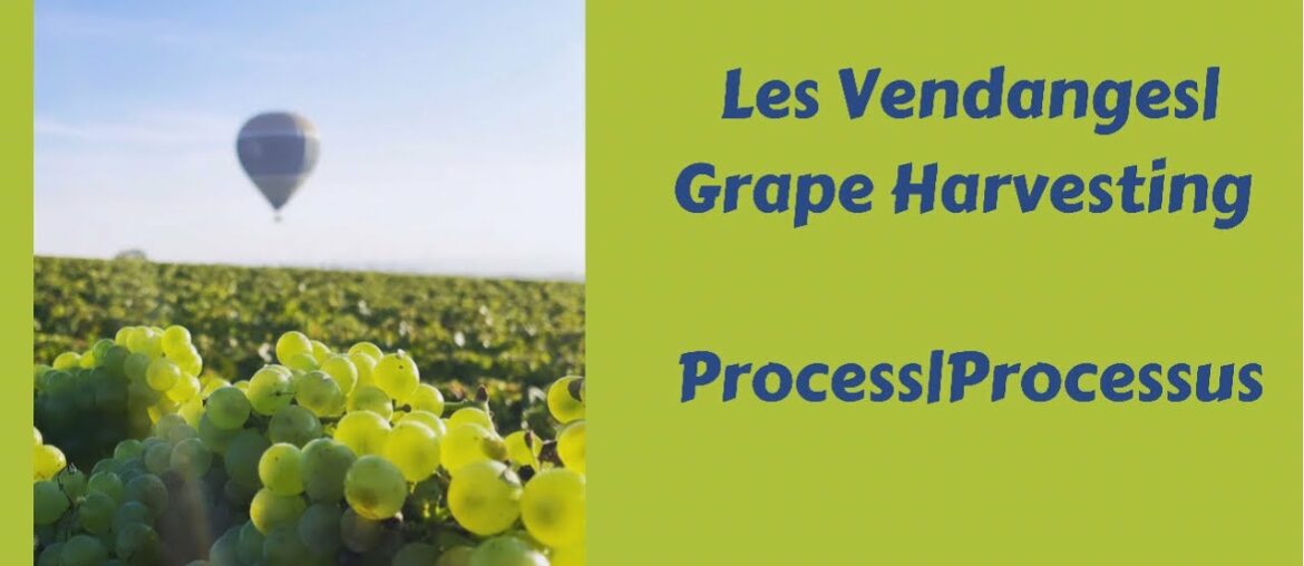 Processus des Vendanges|Grapes Harvesting Process – Les Mesneux, France Processus des Vendanges|Grapes Harvesting Process - Les Mesneux, France