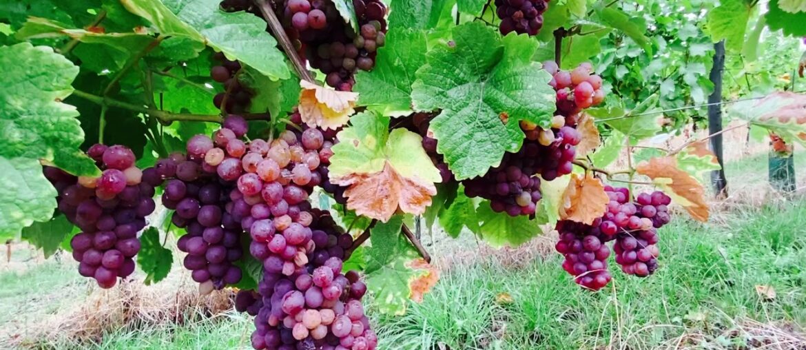 Visiting grape farm@le hohwald, france//mayeth1983vlog