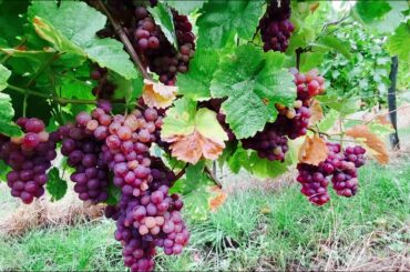 Visiting grape farm@le hohwald, france//mayeth1983vlog