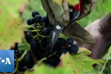 Montmartre Harvests Grapes for Own Brand of Paris Wine