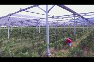 Solar panels help winemaker fight climate change