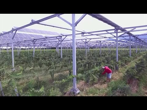 Solar panels help winemaker fight climate change Solar panels help winemaker fight climate change