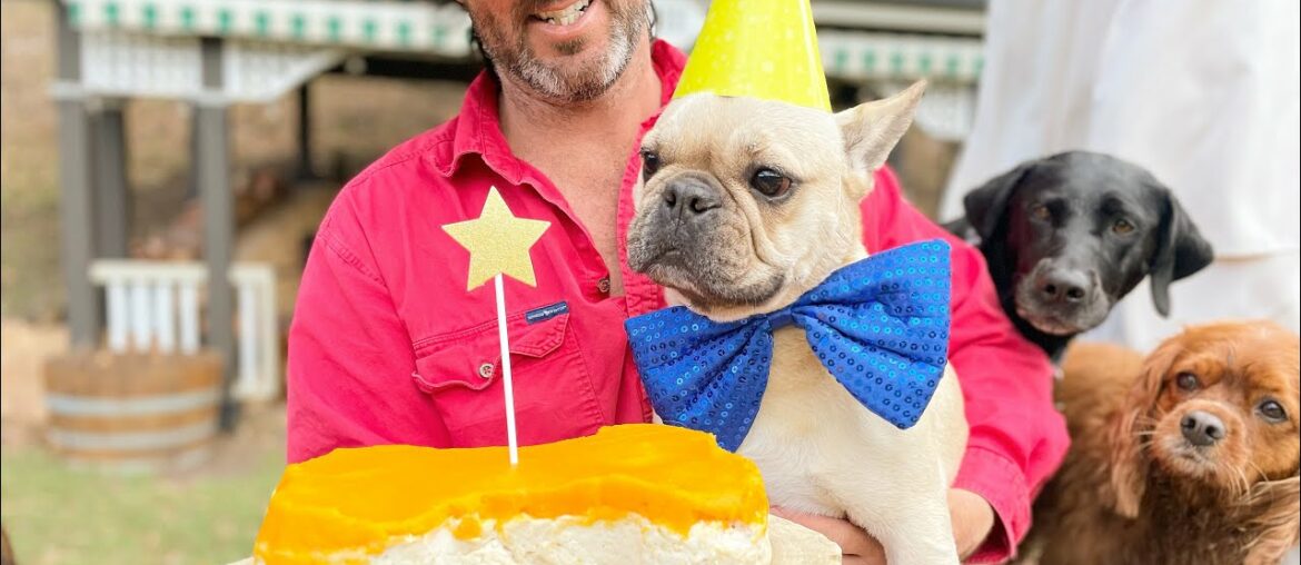 Happy birthday Coco the Lab and Frankie the Frenchie and welcome back Pojo