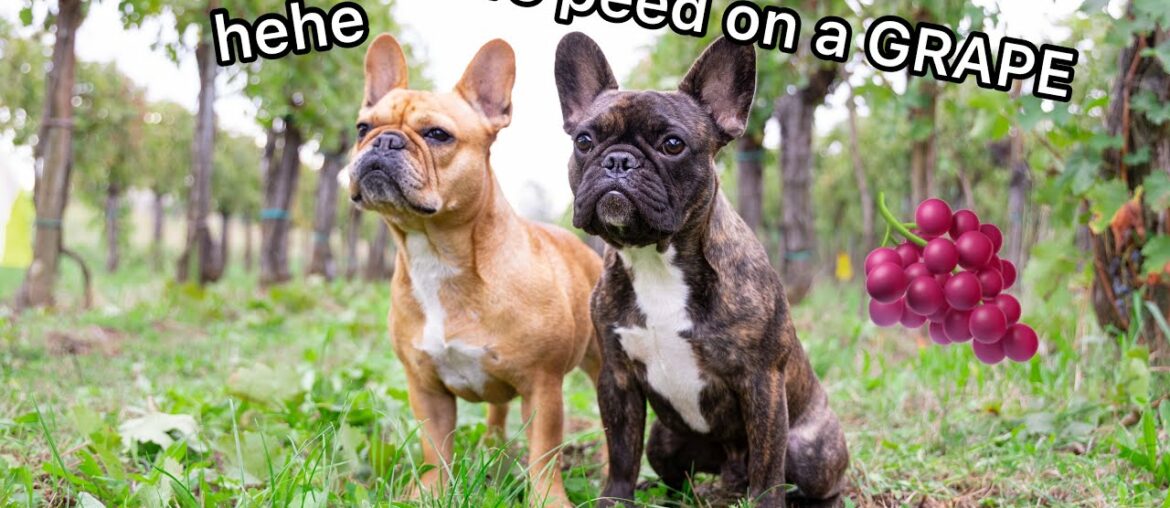 My Dogs in a Wine Harvest My Dogs in a Wine Harvest