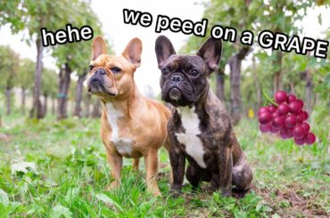 My Dogs in a Wine Harvest