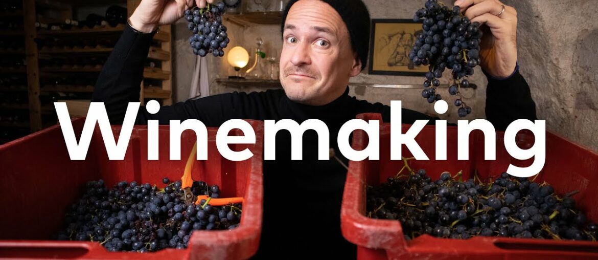 MASTER of WINE makes PINOT NOIR: How to make Red Wine Part 1.