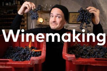 MASTER of WINE makes PINOT NOIR: How to make Red Wine Part 1.