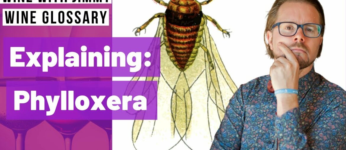 Explaining Wine Terminology – What is Phylloxera? Explaining Wine Terminology - What is Phylloxera?