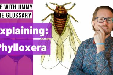 Explaining Wine Terminology - What is Phylloxera?