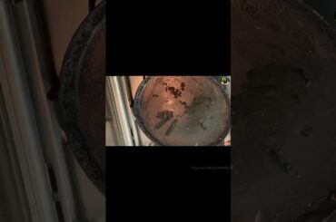 5mins breakfast | Yummy french toast | bread and egg recipe #shorts