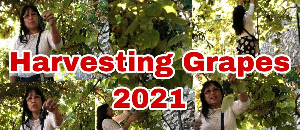 Harvesting Grapes/ Blue Ripe Grapes/ Golfe Juan, French Riviera/ Vicinity