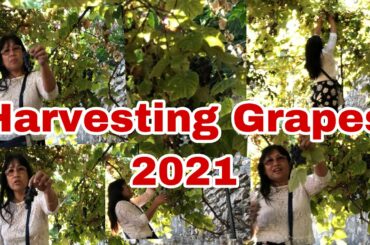 Harvesting Grapes/ Blue Ripe Grapes/ Golfe Juan, French Riviera/ Vicinity