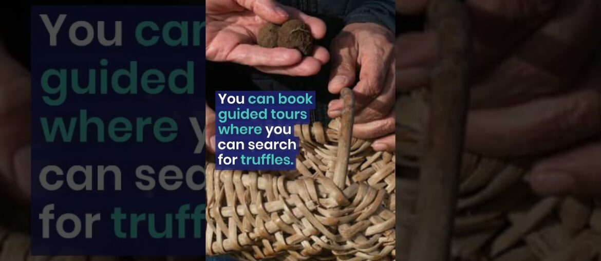 Truffle hunting in Occitanie, France #gourmet #delicious #foodtravel #France #truffles