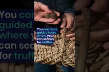 Truffle hunting in Occitanie, France #gourmet #delicious #foodtravel #France #truffles