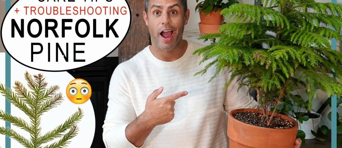 Norfolk Pine Problems? Crucial Care Tips + Troubleshooting Brown, Yellow and Dropping Foliage! Norfolk Pine Problems? Crucial Care Tips + Troubleshooting Brown, Yellow and Dropping Foliage!