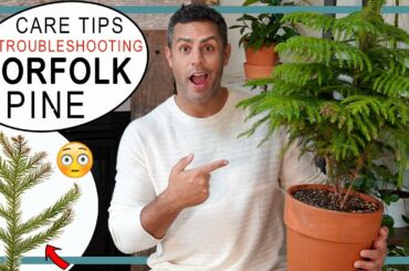Norfolk Pine Problems? Crucial Care Tips + Troubleshooting Brown, Yellow and Dropping Foliage!