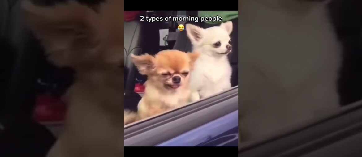 Ultimate Baby Dogs - Cute And Funny Dog Videos Compilation #shorts
