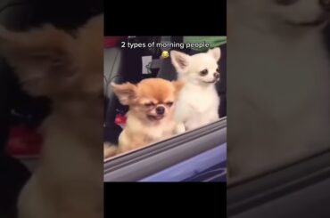 Ultimate Baby Dogs - Cute And Funny Dog Videos Compilation #shorts