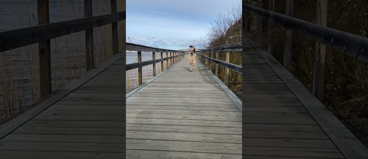 Ultimate Baby Dogs – Cute And Funny Dog Videos Compilation #shorts Ultimate Baby Dogs - Cute And Funny Dog Videos Compilation #shorts