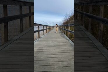 Ultimate Baby Dogs - Cute And Funny Dog Videos Compilation #shorts