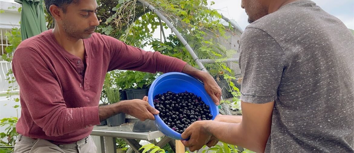 Making Jamun Wine | Homemade Jamun Wine  #familylime