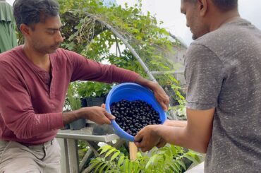 Making Jamun Wine | Homemade Jamun Wine  #familylime