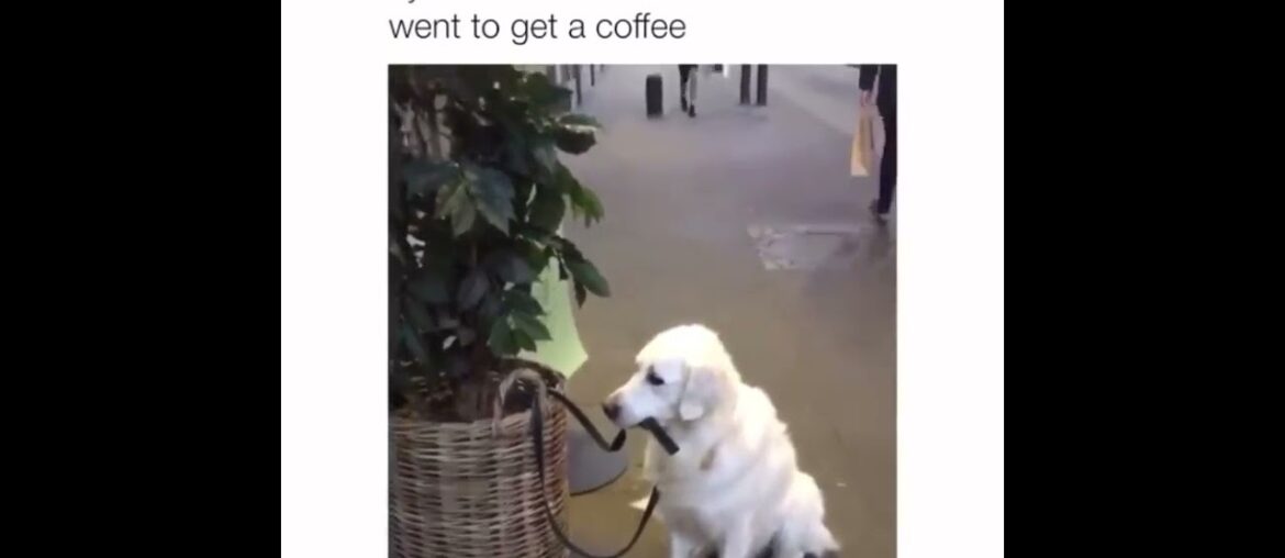 Ultimate Baby Dogs – Cute And Funny Dog Videos Compilation #shorts Ultimate Baby Dogs - Cute And Funny Dog Videos Compilation #shorts