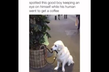 Ultimate Baby Dogs - Cute And Funny Dog Videos Compilation #shorts