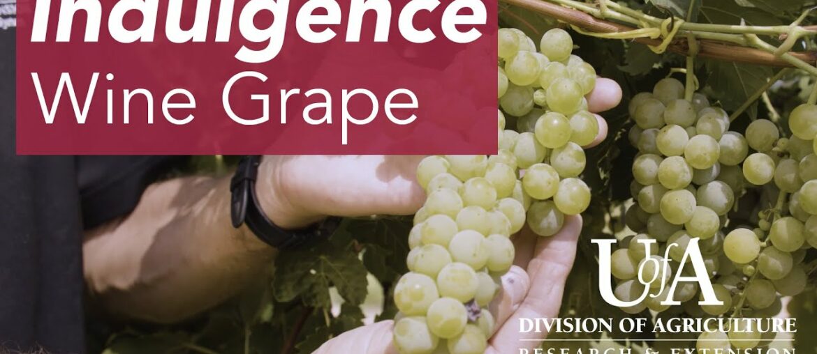 Arkansas Indulgence Wine Grape Arkansas Indulgence Wine Grape