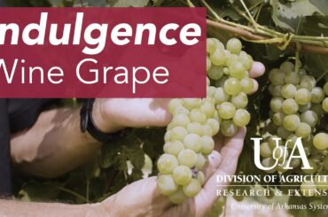 Arkansas Indulgence Wine Grape
