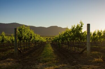 'Blokey world overturned': The Australian women leading the nation's booming wine trade