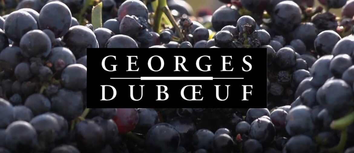 Georges Duboeuf – Beaujolais Nouveau 2021 Georges Duboeuf - Beaujolais Nouveau 2021
