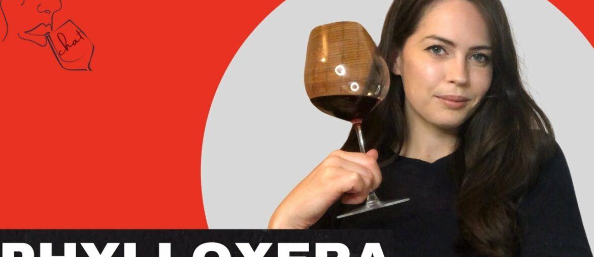 WINE CHAT - Phylloxera