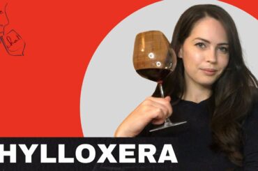 WINE CHAT - Phylloxera