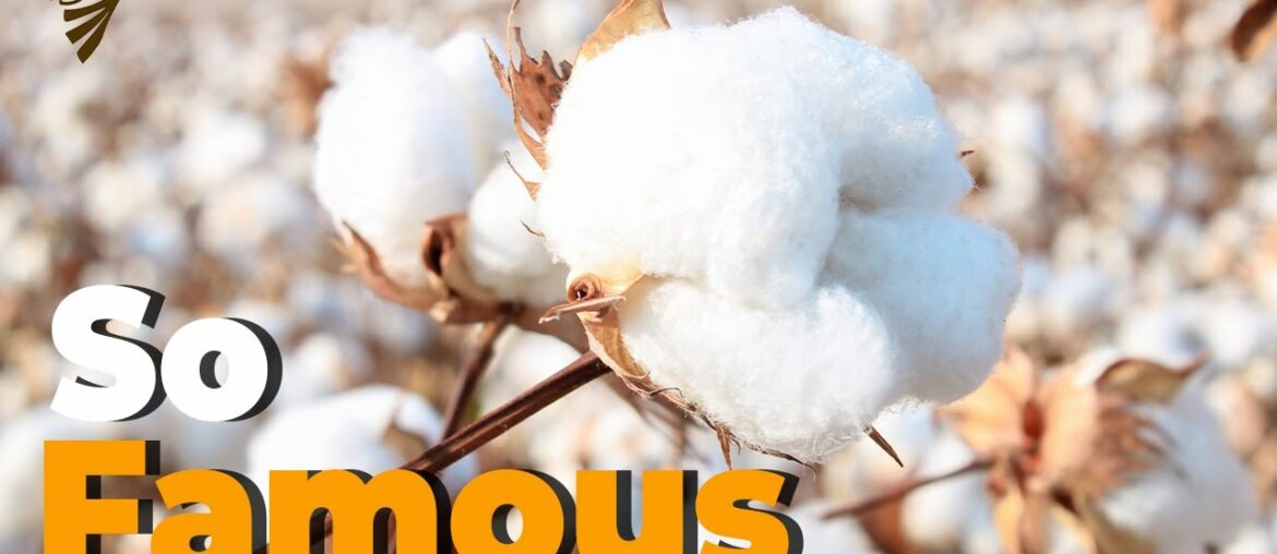 Why Egyptian Cotton is So Famous