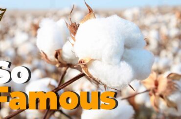 Why Egyptian Cotton is So Famous