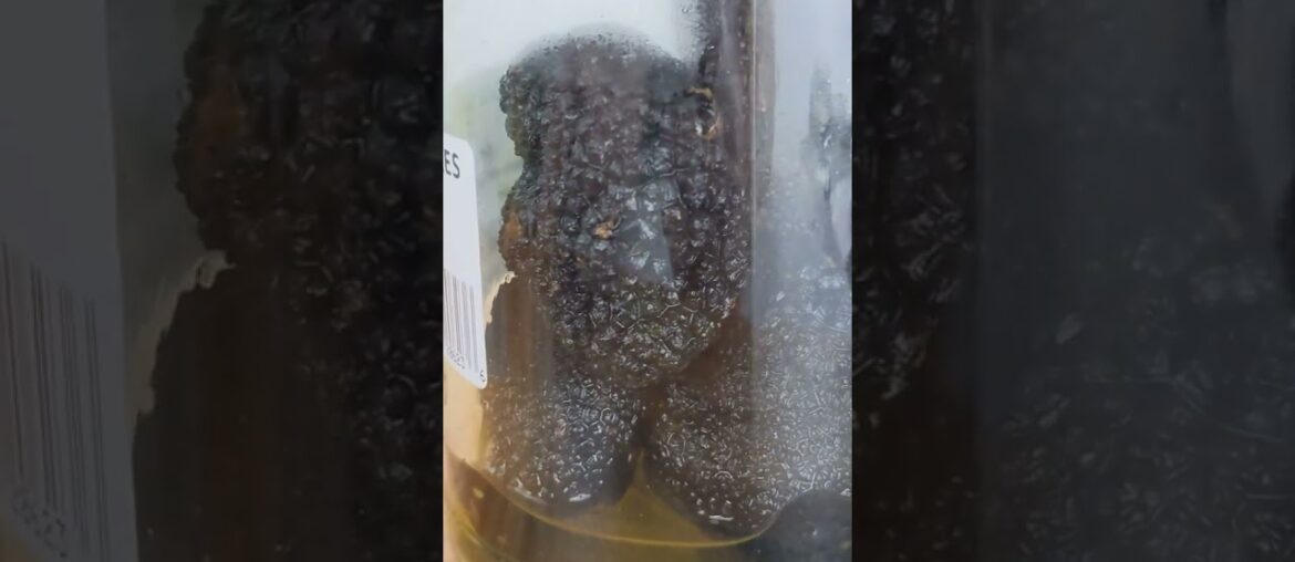 French Black Summer Truffles | French Black Truffles | Whole Summer Truffle | Real Gourmet Food