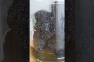 French Black Summer Truffles | French Black Truffles | Whole Summer Truffle | Real Gourmet Food