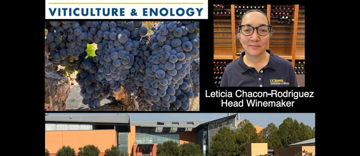 UC Davis Viticulture & Enology with Leticia Chacon Rodriquez, Head Winemaker