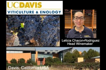 UC Davis Viticulture & Enology with Leticia Chacon Rodriquez, Head Winemaker