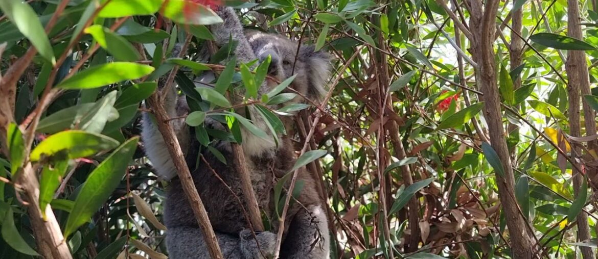 Koala at our accommodation on French Island Koala at our accommodation on French Island