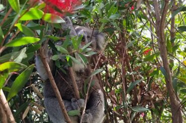 Koala at our accommodation on French Island