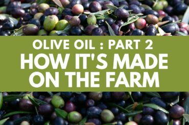 MORE OLIVE OIL FACTS: PART 2 of a SIMPLE GUIDE to a SUPER FOOD. EXTRA VIRGIN OLIVE OIL HOW IT'S MADE